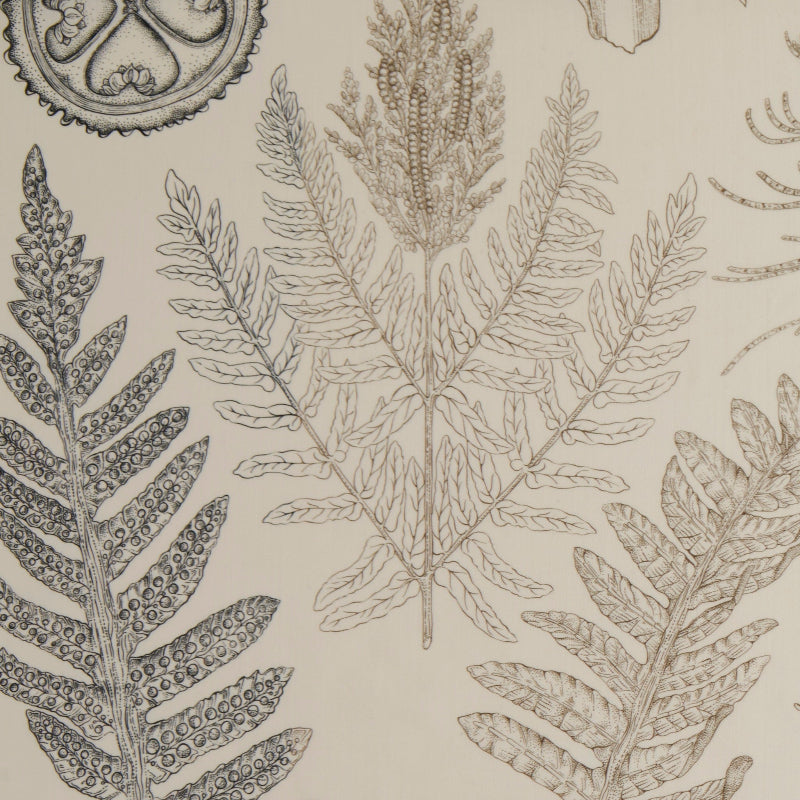 FERN TRACE